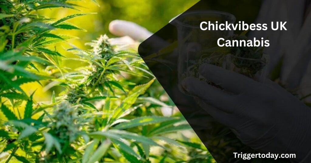 Chickvibess UK Cannabis